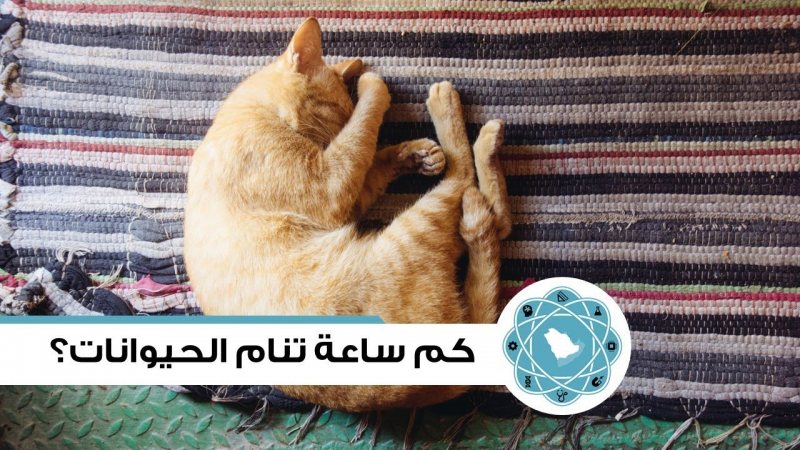 اكثر الحيوانات نوماً على سطح الأرض ,, منهم من ينام لمدة 22 ساعة يوميا